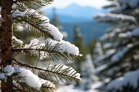 白雪皑皑的树林景观图片