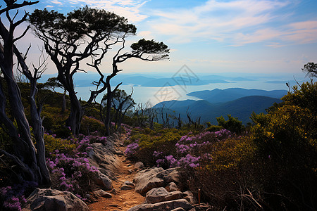 山巅校园的紫色花海图片