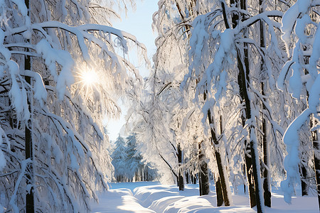 白雪森林的雪径图片