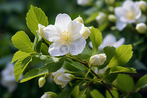 花园里盛开的白色茉莉花图片