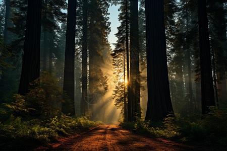 高耸的红杉森林图片