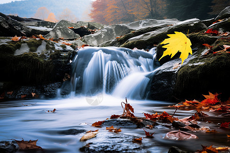 秋水瀑布中飘落的黄叶图片