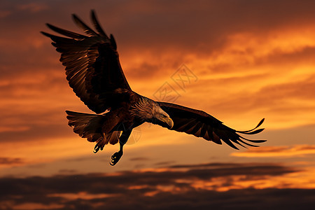 老鹰在夕阳中展翅飞翔背景图片