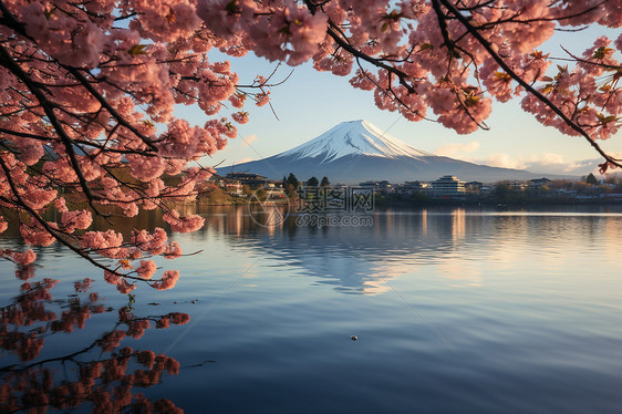 晨光下的富士山与樱花图片