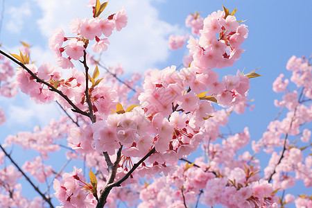 公园中美丽的樱花图片