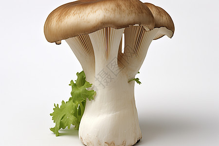 健康营养的蘑菇图片