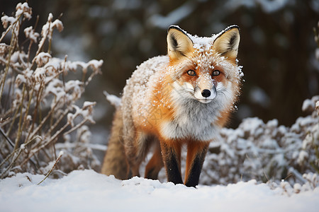 冬季乡村中的红毛狐狸图片