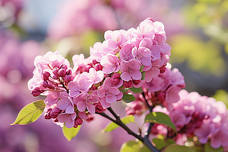 春意盎然的丁香花图片