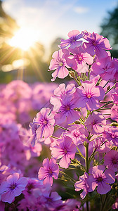 早晨的紫色花朵图片