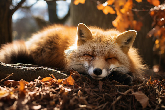 红狐在秋日的公园里图片
