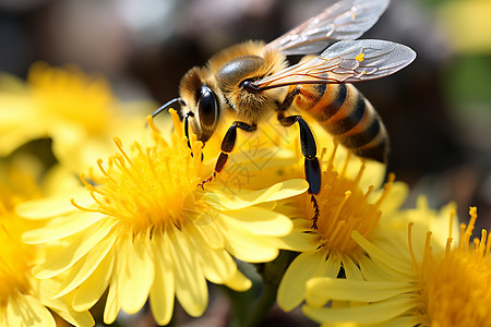 花园里的蜜蜂背景图片
