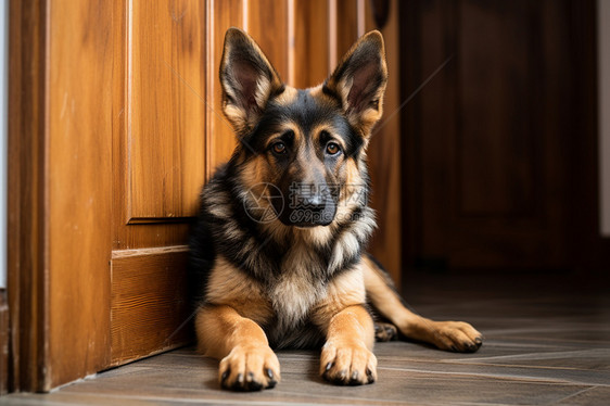 牧羊犬趴着地上图片