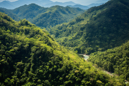 热带森林背景图片