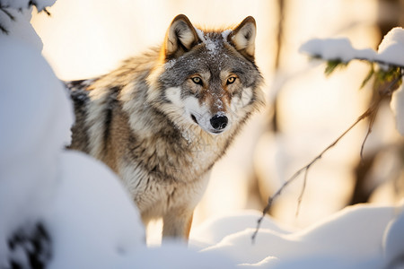 雪地的野狼图片