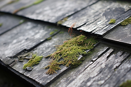 屋顶上覆满苔藓图片