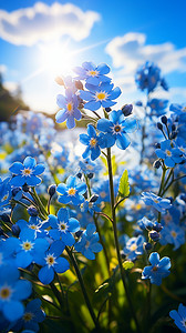 蓝底素材高清蓝天下的小蓝花背景