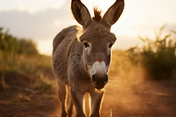 一只驴站在草地上图片