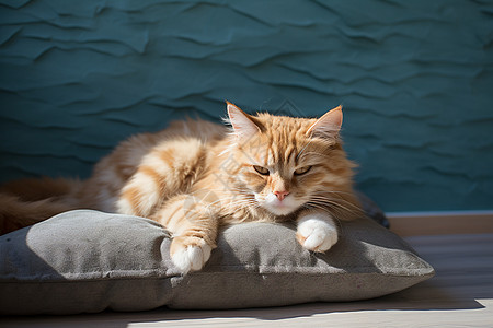 小猫咪躺着在枕头上晒太阳图片