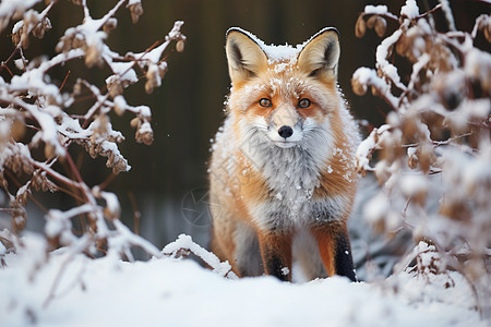 红狐在雪中漫步图片