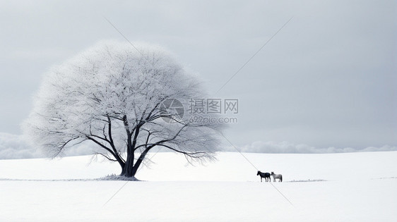 雪地的树木图片