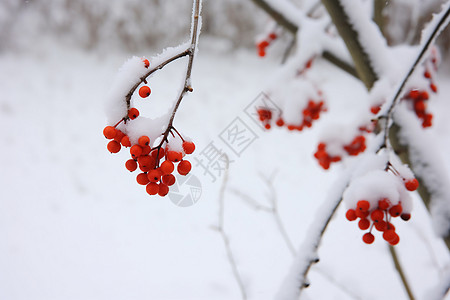 大雪养生雪中的浆果树枝背景