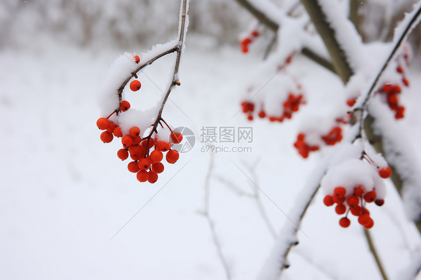 雪中的浆果树枝图片