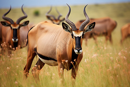 非洲野性羚羊图片