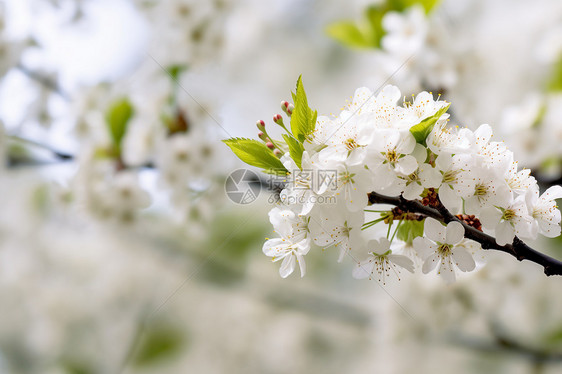 春季花园中盛开的白色樱花图片