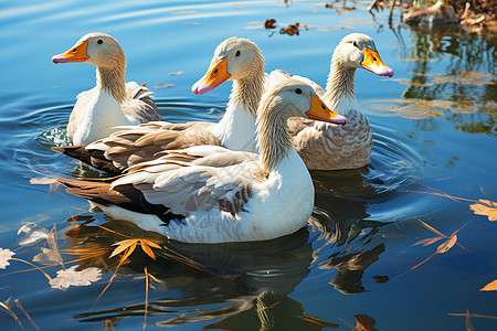 浮在水面上浮在湖面上的鸭子背景