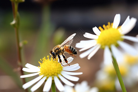 春天花园中采蜜的蜜蜂图片