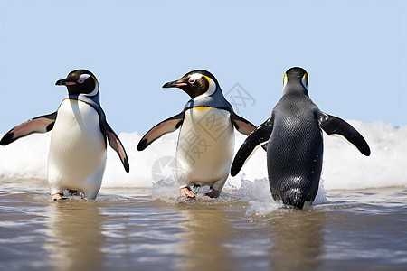 海滩上的可爱企鹅图片