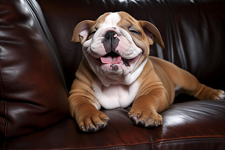 可爱的小狗在皮革沙发上舒适地躺着图片