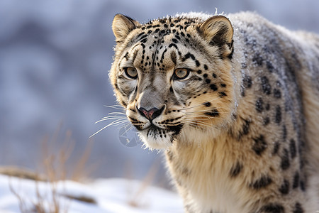 雪豹捕猎图片