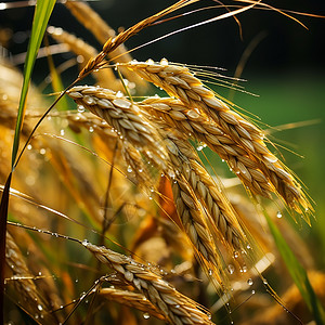 农田的水稻图片