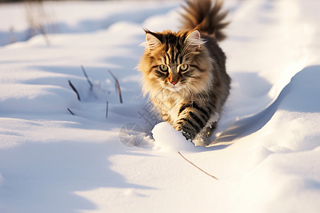 雪地中的小猫咪图片