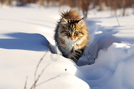 雪地中可爱的猫咪图片