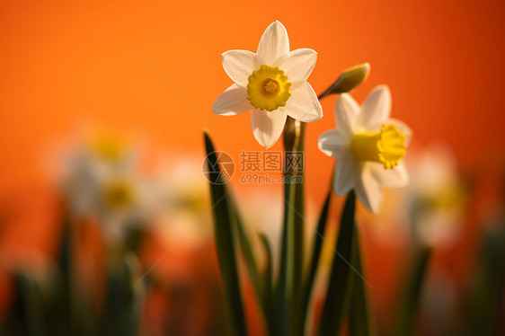 春日花园盛开的水仙花图片