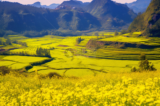 田地里盛开的油菜花图片