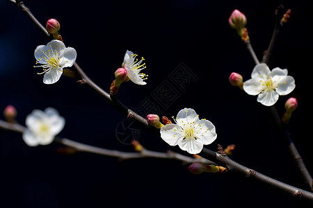 树枝上的梅花图片