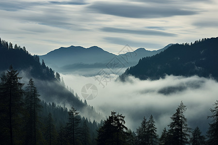 八仙山幽暗山林中的迷雾背景