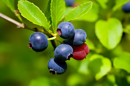 蓝莓果园中成熟的蓝莓图片