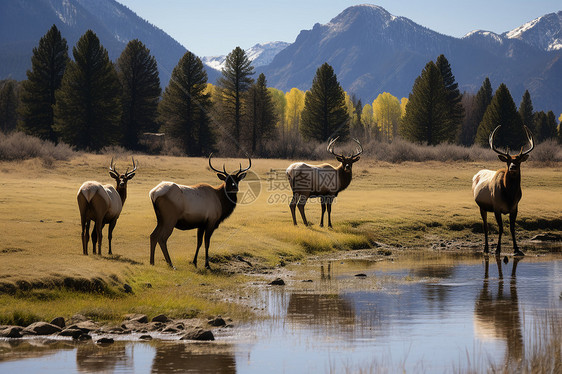 高原山脉中的野生麋鹿图片