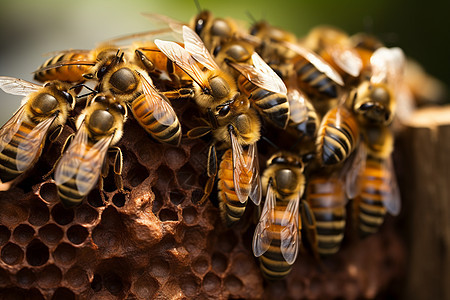 乡村农业养殖的蜜蜂图片