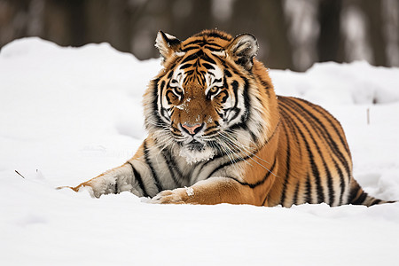 肉食动物的老虎背景图片
