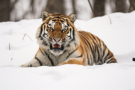 雪中咆哮的老虎图片
