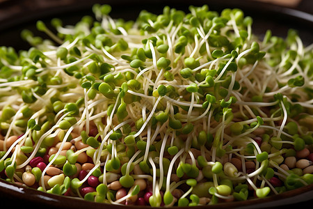 营养美味的蔬菜豆芽图片