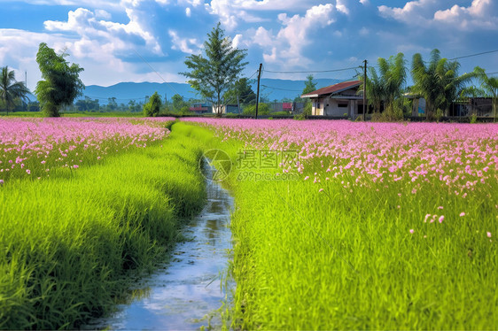 乡村种植的农作物图片