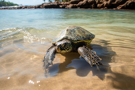 海龟在沙滩附近的水中游泳图片
