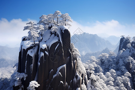 雪山上的树木图片