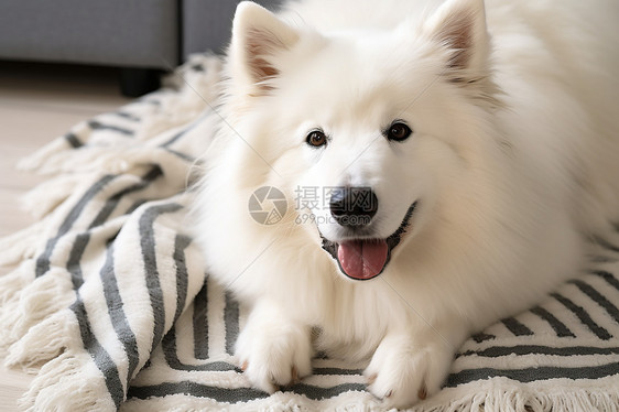 开心微笑的萨摩耶犬图片